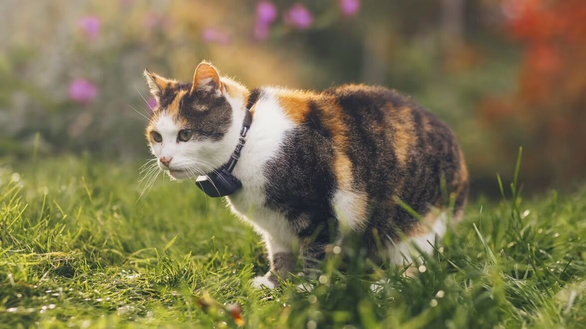 2. Tractive GPS Tracker Collar